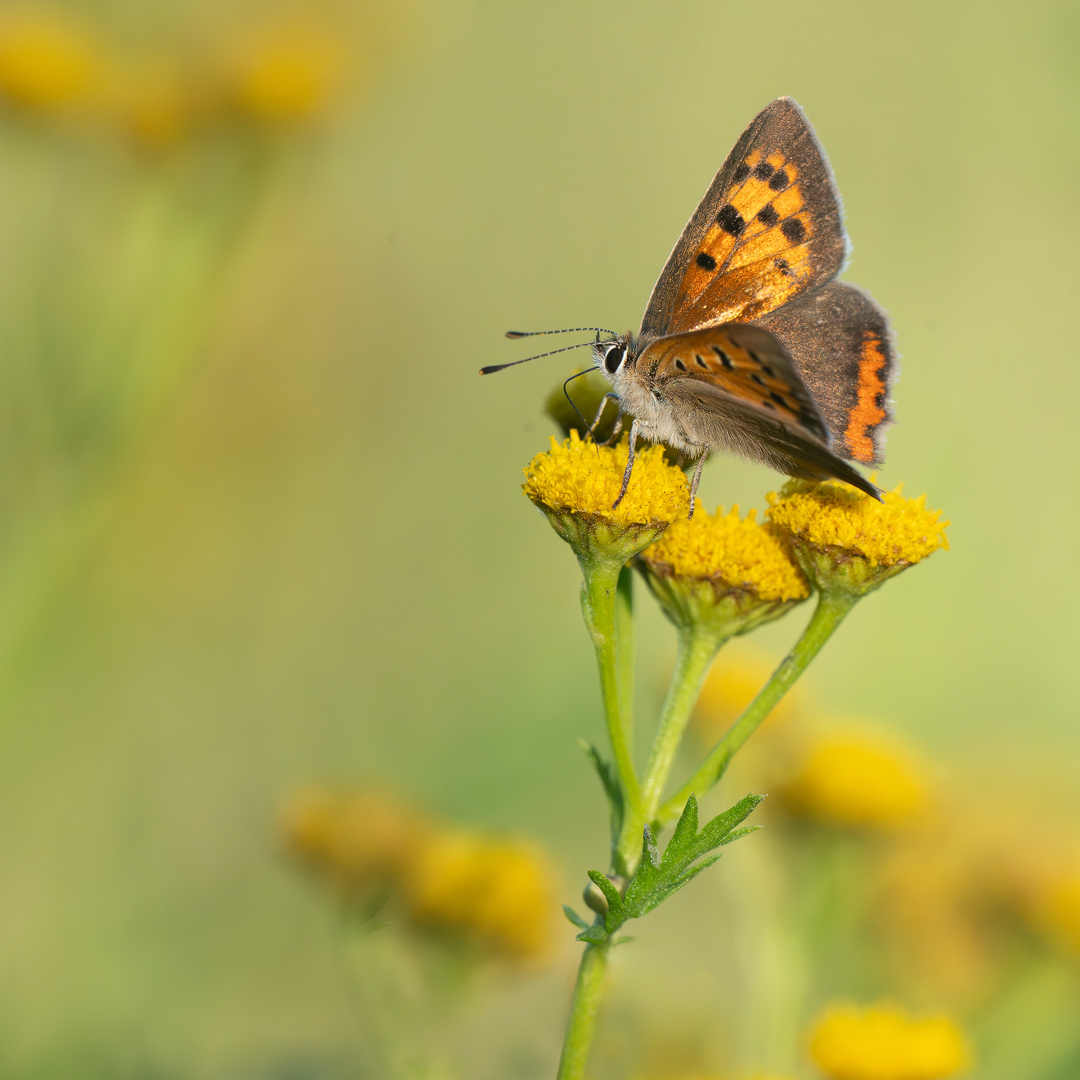 DSC07415-Verbessert-NR-c Kopie.jpg