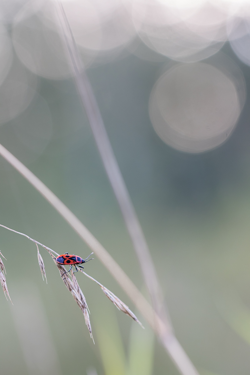 IMG_3183_- Kopie.jpg