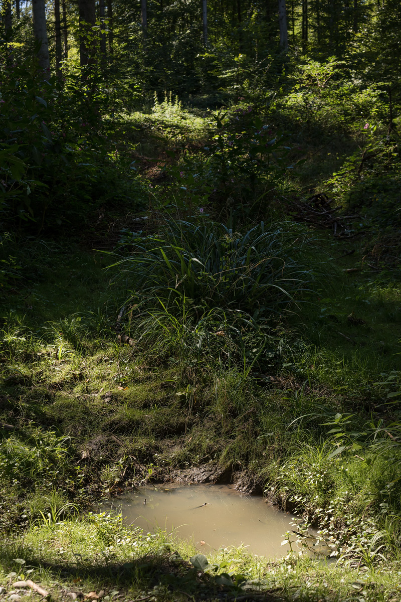20230904-142218-029-(HL)-MWeiler-Viertelesast-Gelbbauchunke-Gelbbauchunkenhabitat.jpg