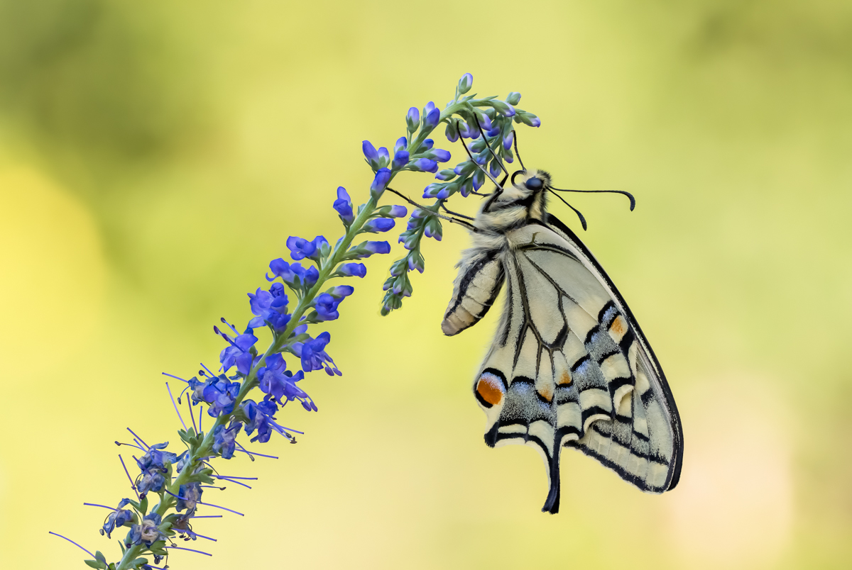 2023-09-09 17-32-38 (B,Radius8,Smoothing4)48.jpg