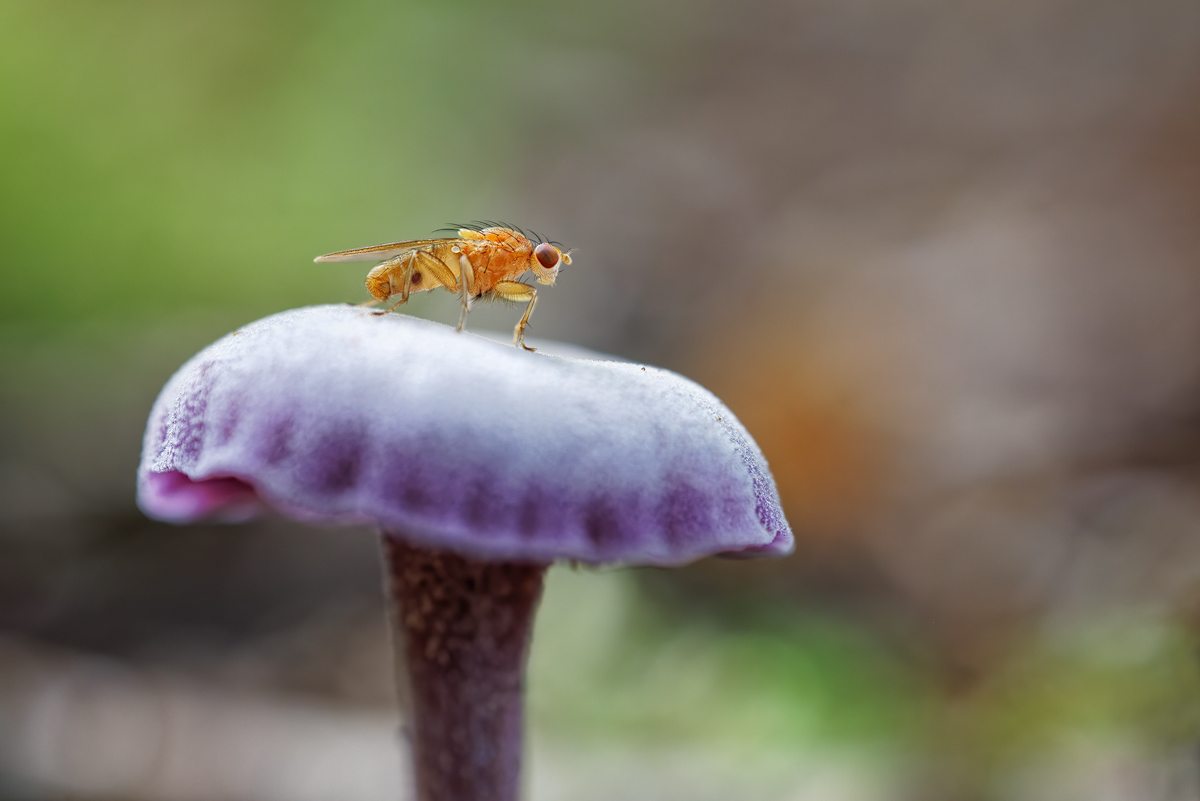 WEBU9976_4.5._1.25_1000_Pilz_HF.jpg