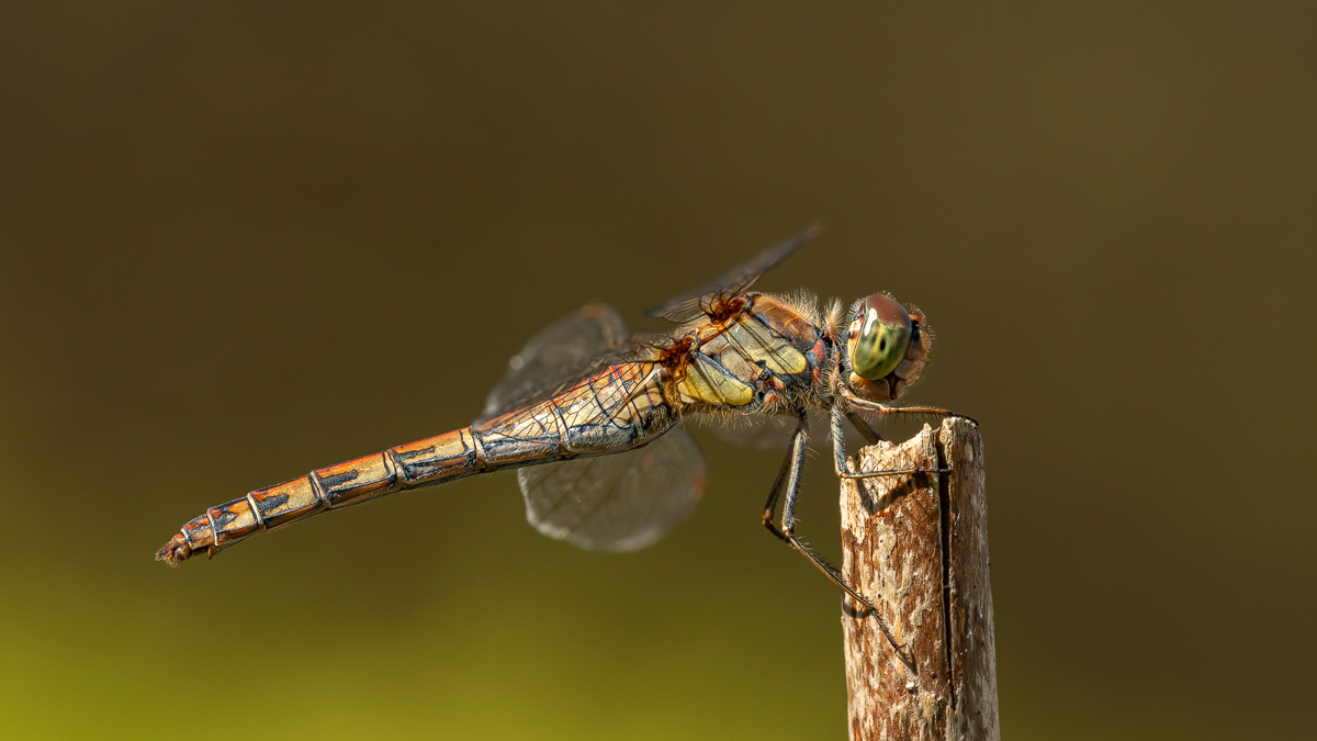 Heidelibelle 2a 2023.jpg