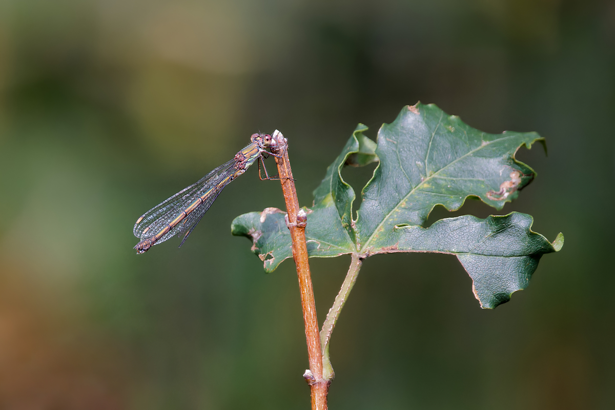8W5A0075_DxO_DxO-1.jpg