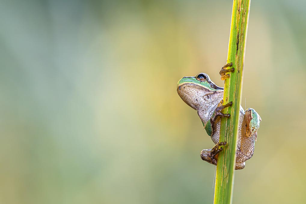 frosch.jpg