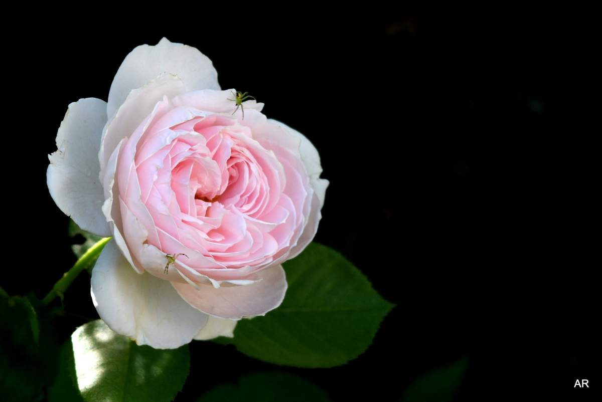 DSC_5732.JPG