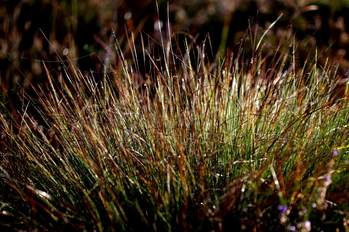 DSC_8356.JPG