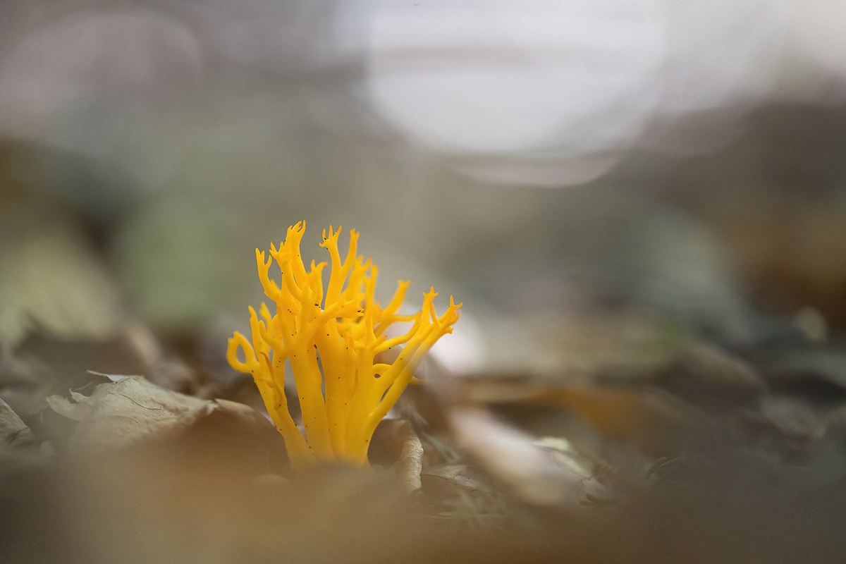 20230919-122945-002-(HL)-Heiligenberg-Goldgelbe-Koralle-Ramaria-aurea.jpg