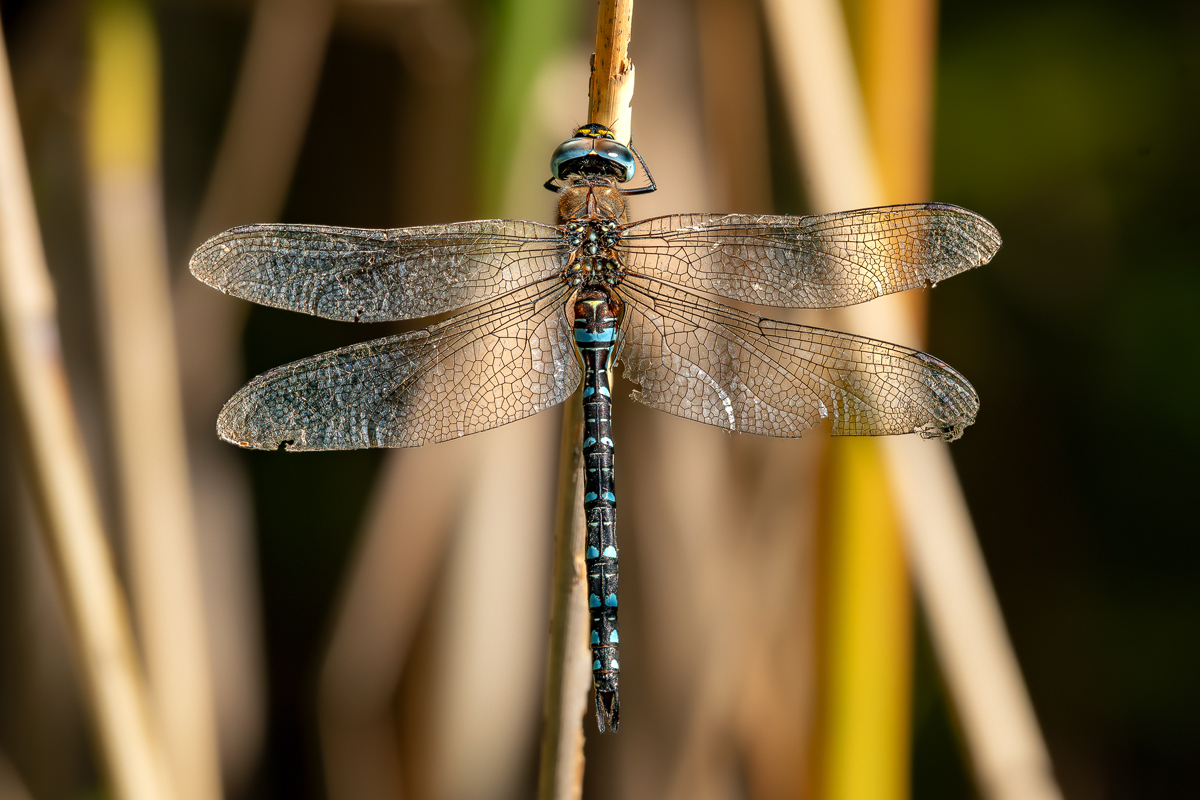 Blaugrüne Mosaikjungfer 2a 2023.jpg