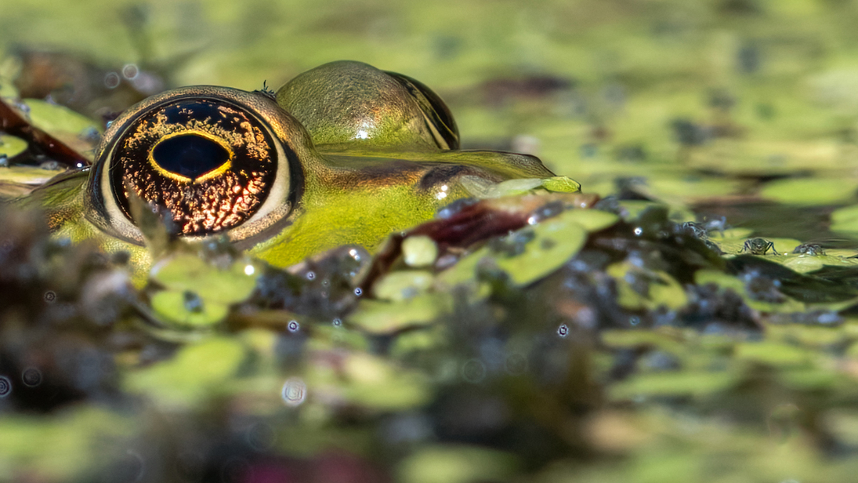 P9242436-Wasserfrosch-Bearbeitet-1-Ausschnitt-verkl.jpg