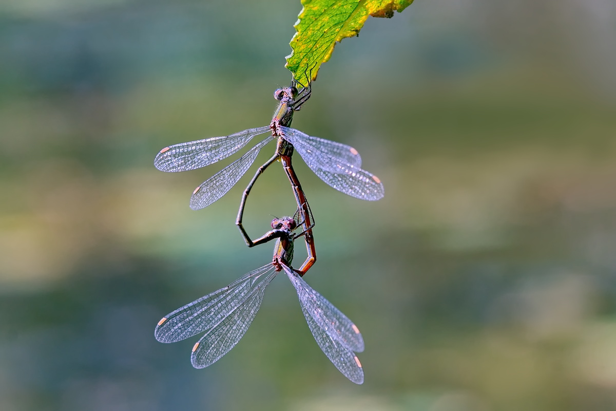 DSC04957 Hochzeit am 1. Oktober... kl.jpg