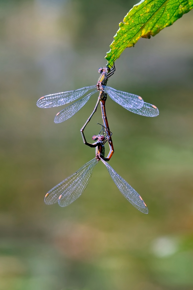 DSC04938 Herbstliebe... kl.jpg