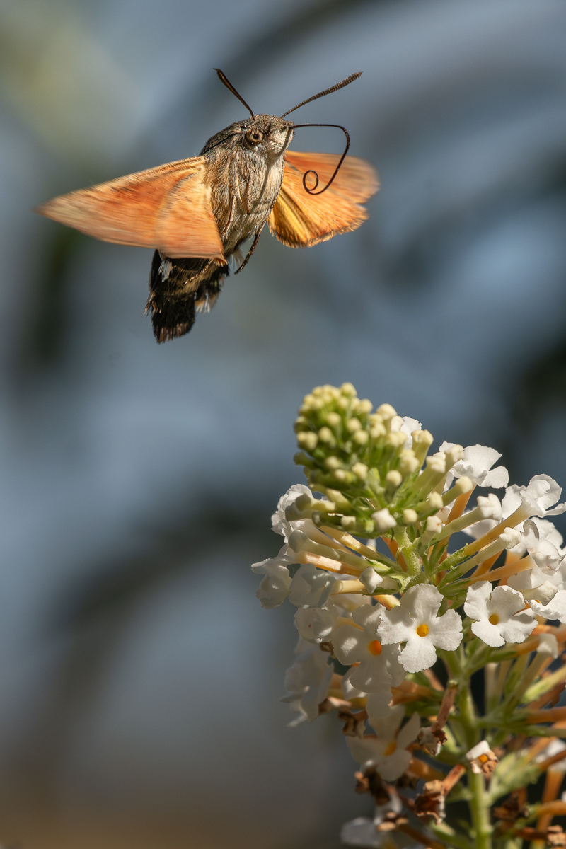 Taubenschwänzchen 20a 2023.jpg