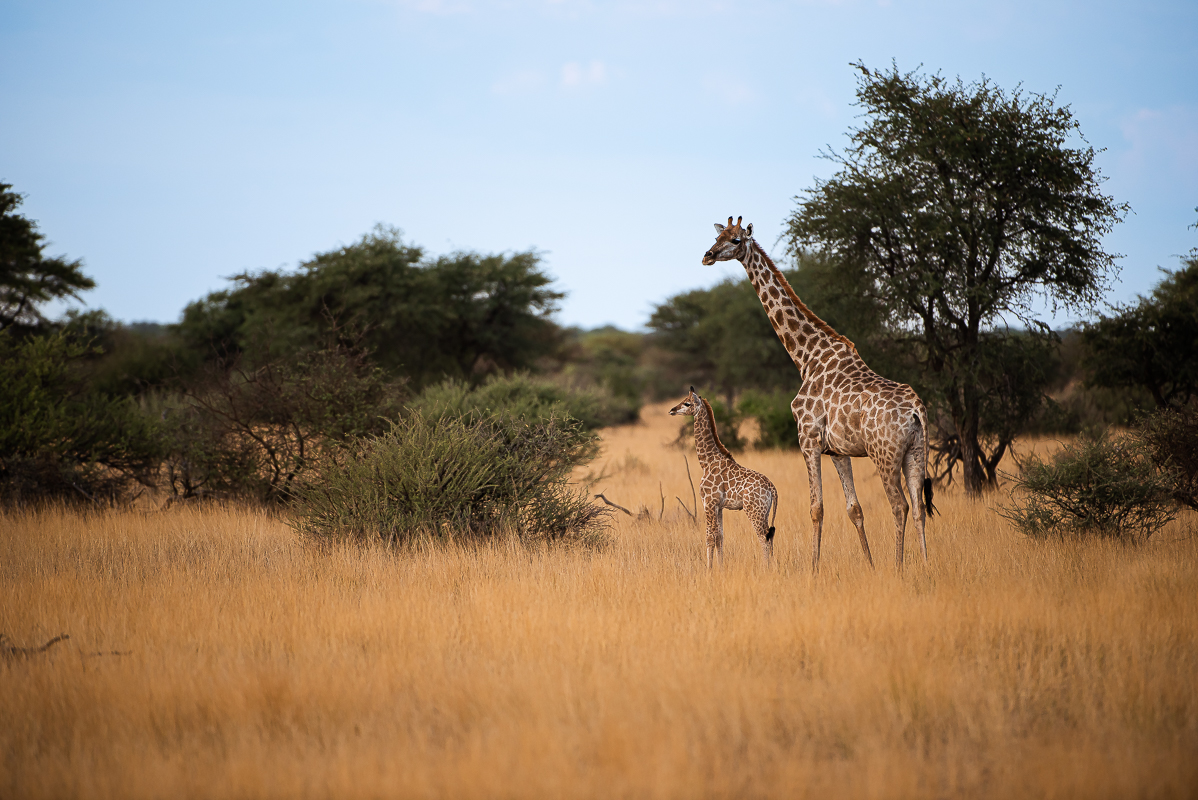 Garaffe mit Baby-5787.jpg
