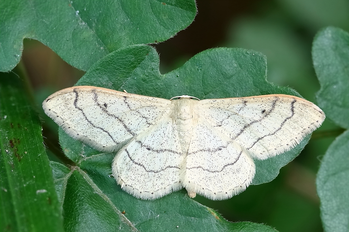 IMG_7261_rs_Idaea aversata_form_remutata.JPG