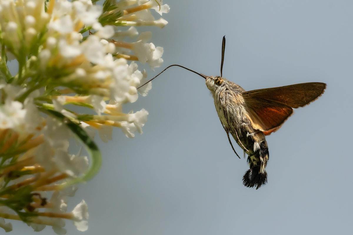 Taubenschwänzchen 6a 2023.jpg