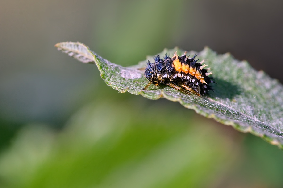 DSC05069 Mini Wesen... kl.jpg