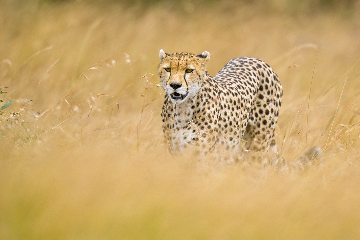 image__Matthias_Delle_gepard_gepardin_jagd_cheetah_acinonyx-jubatus_katze_raubkatze_raubtier.jpg