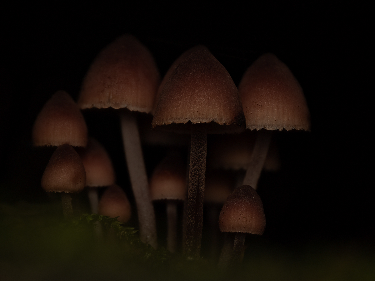 2023-10-22-21-39-38-(C,S4)18-Helmlinge-in-der-Dunkelheit.jpg