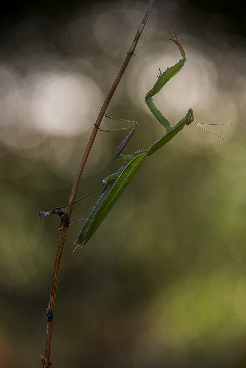 Mantis-.jpg
