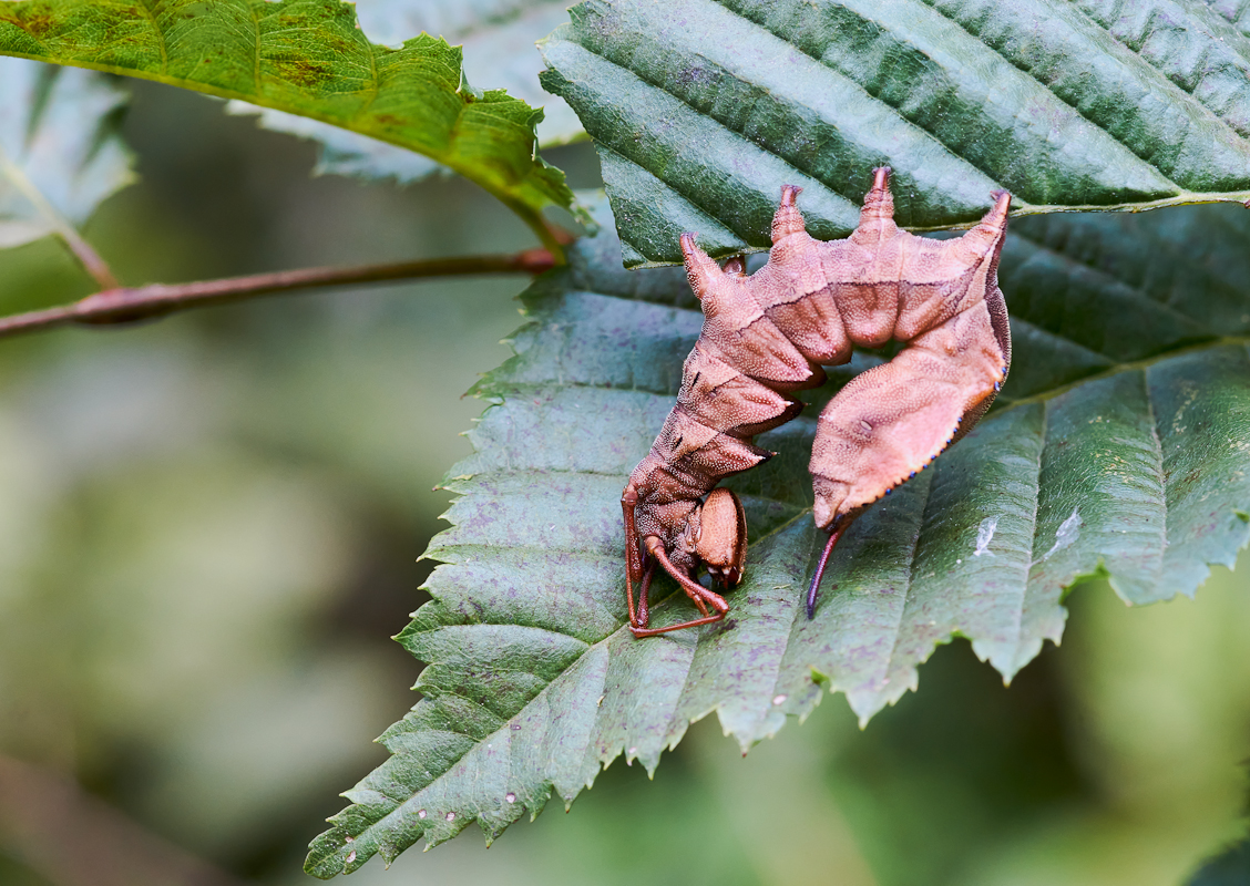 Buchenzahnspinner Raupe 4.jpg