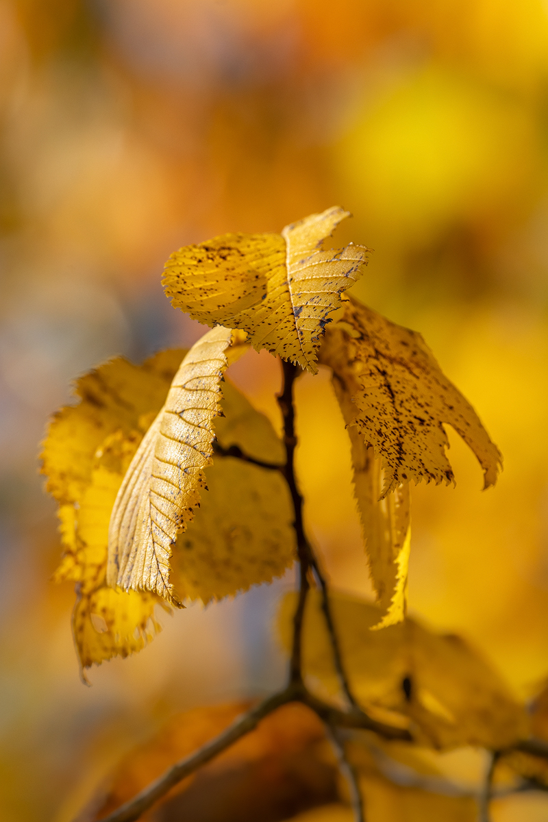 Blätter 1a 2023.jpg