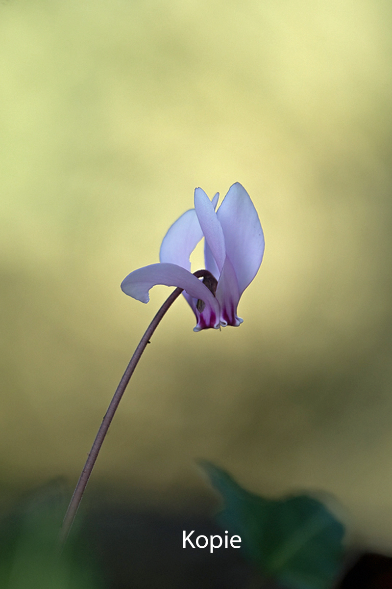 20231010-114759-021-(HL)-Rom-Efeublättriges-Alpenveilchen-Cyclamen-hederifolium.jpg Kopie.jpg