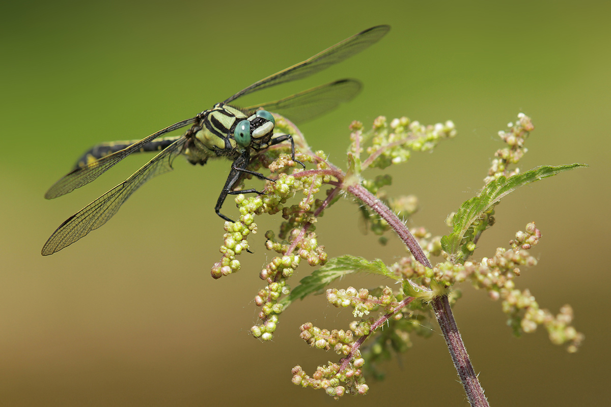 Gomphus vulgatissimus_m_IMG_4302_1200.jpg