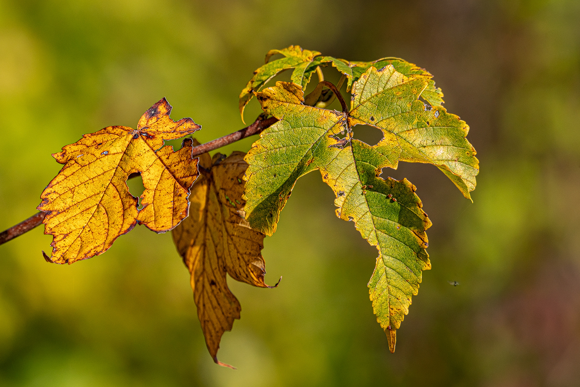 Blätter 20a 2023.jpg