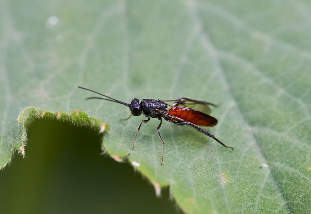Rote Dornwurmwespe 2.jpg