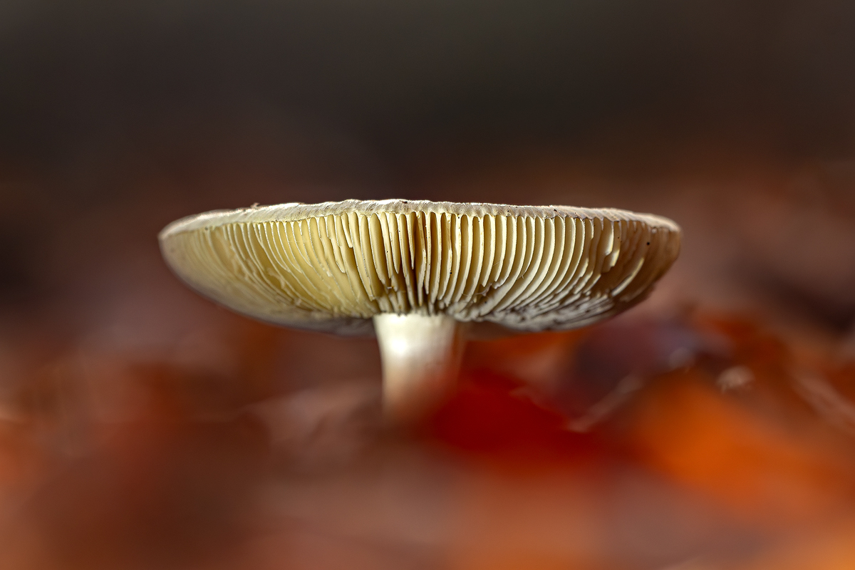 Pilz 14c 2023.jpg