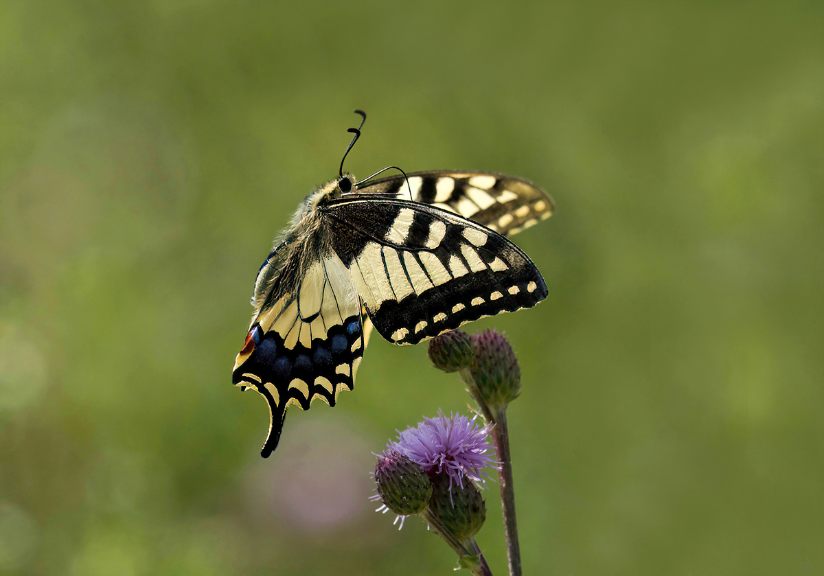 P7061297NP.jpg