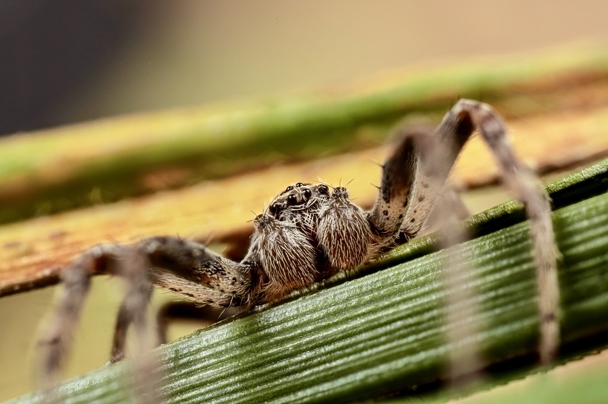 Stack_Spinne_unbekannt_1200-.jpeg