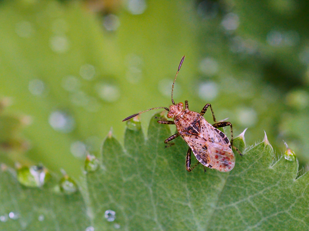 Punktierte Glasflügelwanze 1.jpg