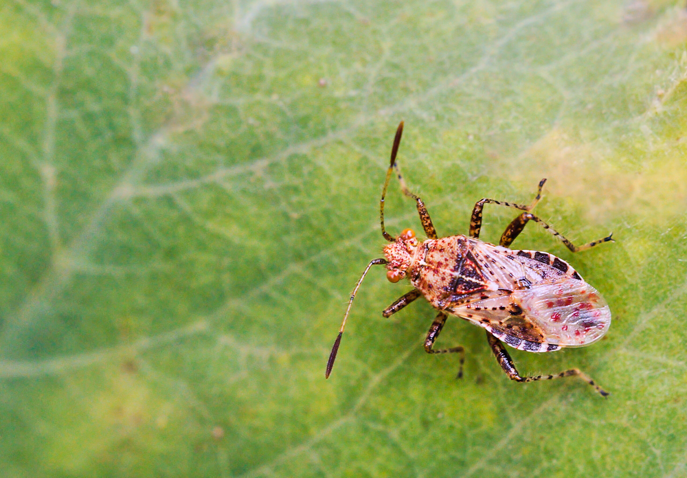 Punktierte Glasflügelwanze 2.jpg