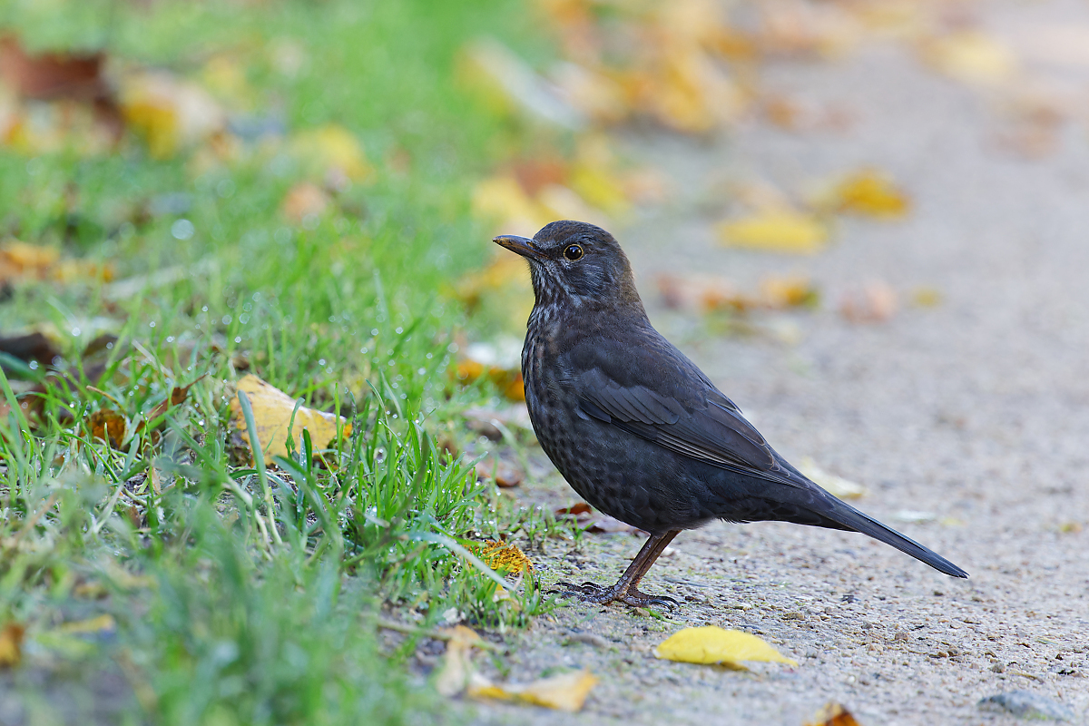 8W5A7549_DxO.jpg