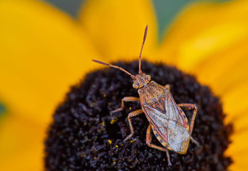 Hellbraune Glasflügelwanze 1.jpg