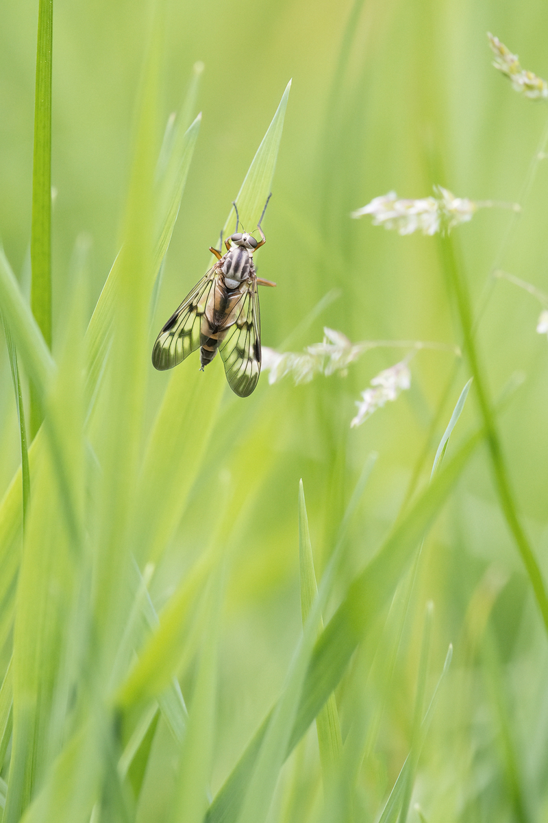 20230520-114453-001-(HL)-Muratweiher-Gemeine-Schnepfenfliege-Rhagio-scolopaceus-B20H20-SAIDAI.jpg