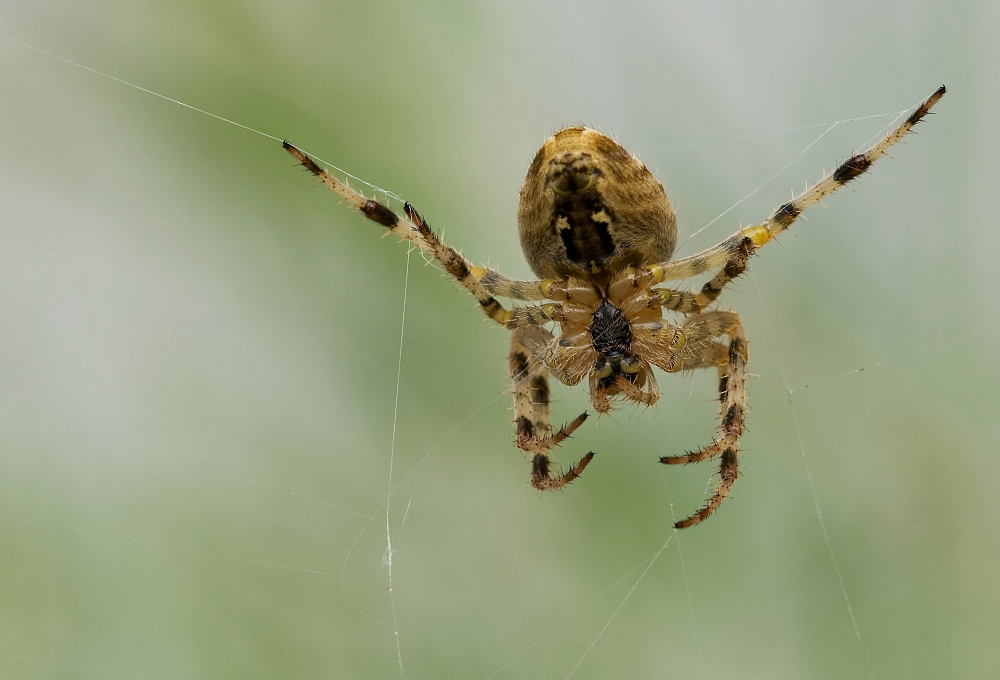 Kreuzspinne_filtered 1.jpg