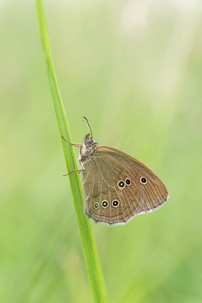 20170623-175458-Braune-Waldvogel - Schornsteinfeger - Aphantopus-hyperantus-Var.jpg