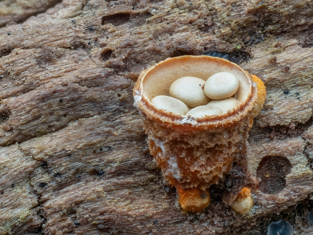 nest fungi 35Bilder.jpg