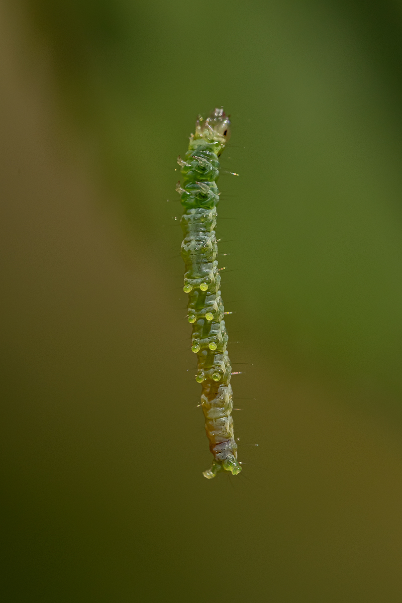Raupe 3a 2023.jpg