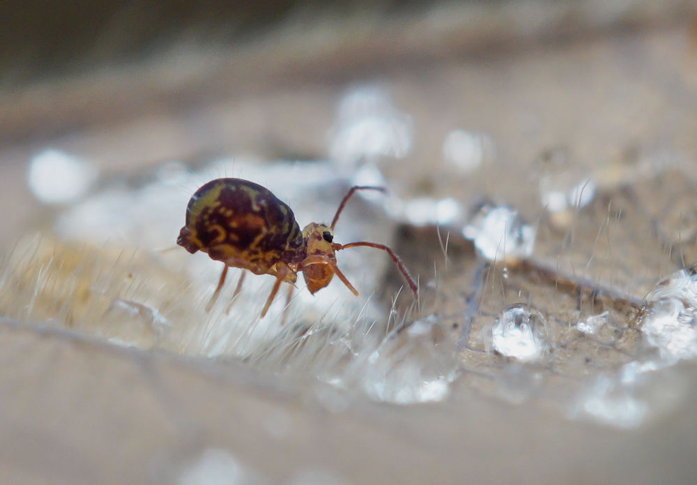 Kugelspringer nach dem Regen.jpg