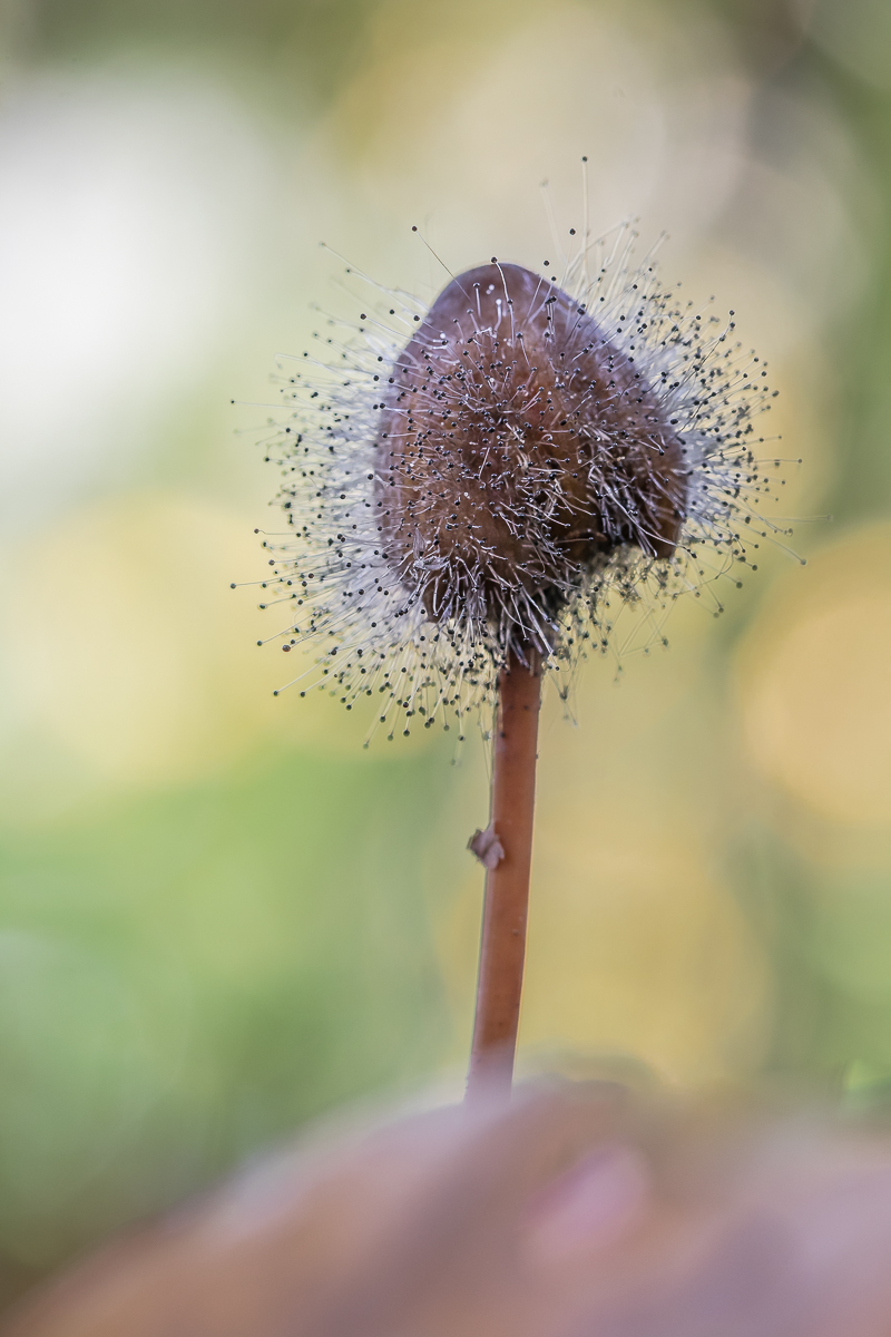 IMG_4217_ - Kopie.jpg