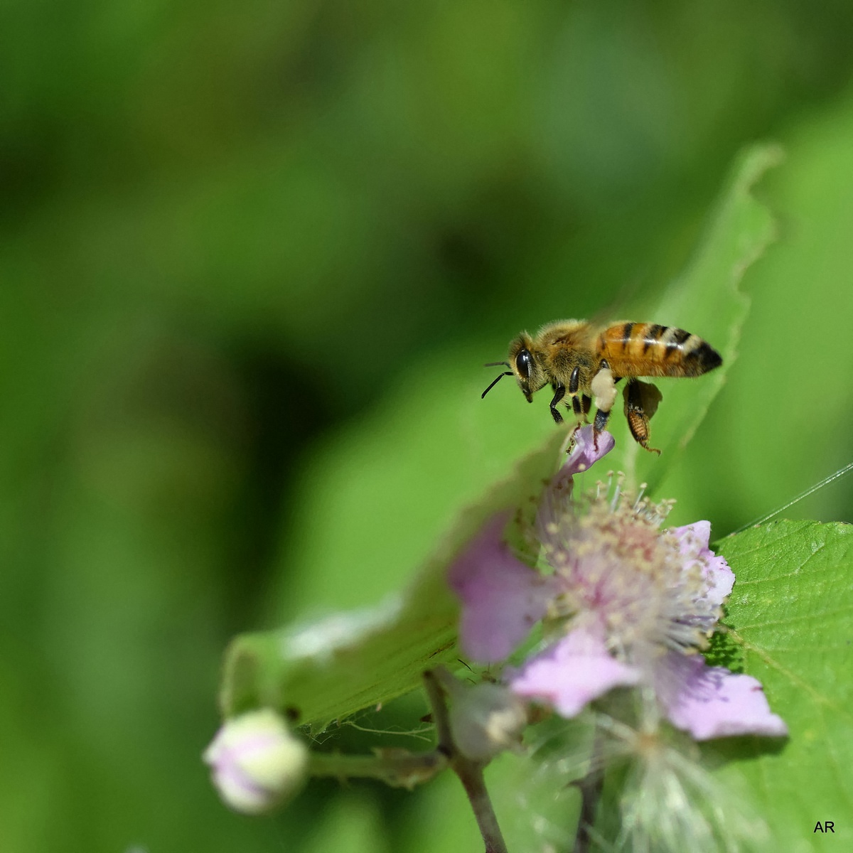 DSC_3207-EEEe.jpg