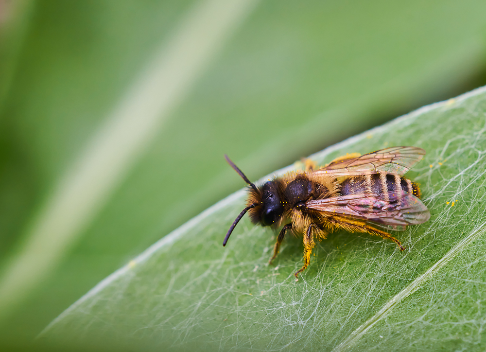 Gemeine Sandbiene (Andrena flavipes) 1.jpg