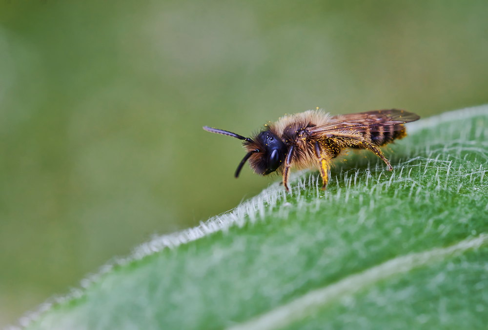 Gemeine Sandbiene (Andrena flavipes) 2.jpg