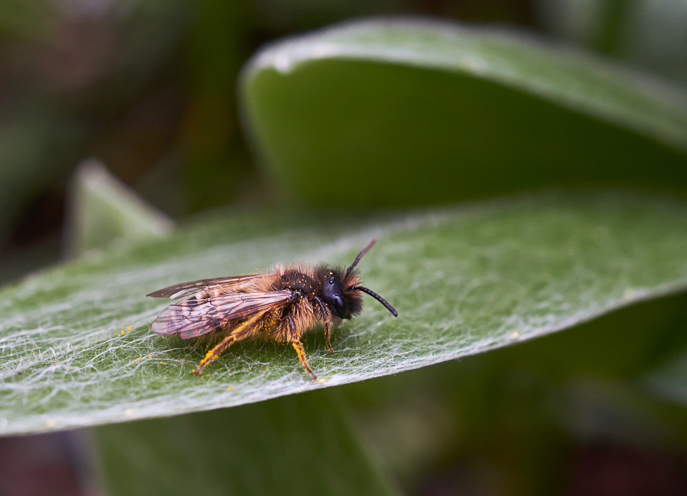 Gemeine Sandbiene (Andrena flavipes) 3.jpg