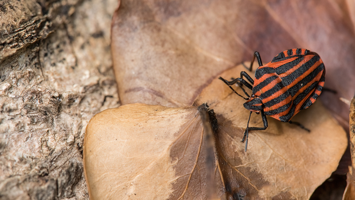 20230808-141911-000-(HL)-MWeiler-Petersbrünnele-Streifenwanze-Graphosoma-italicum-43-pano.jpg