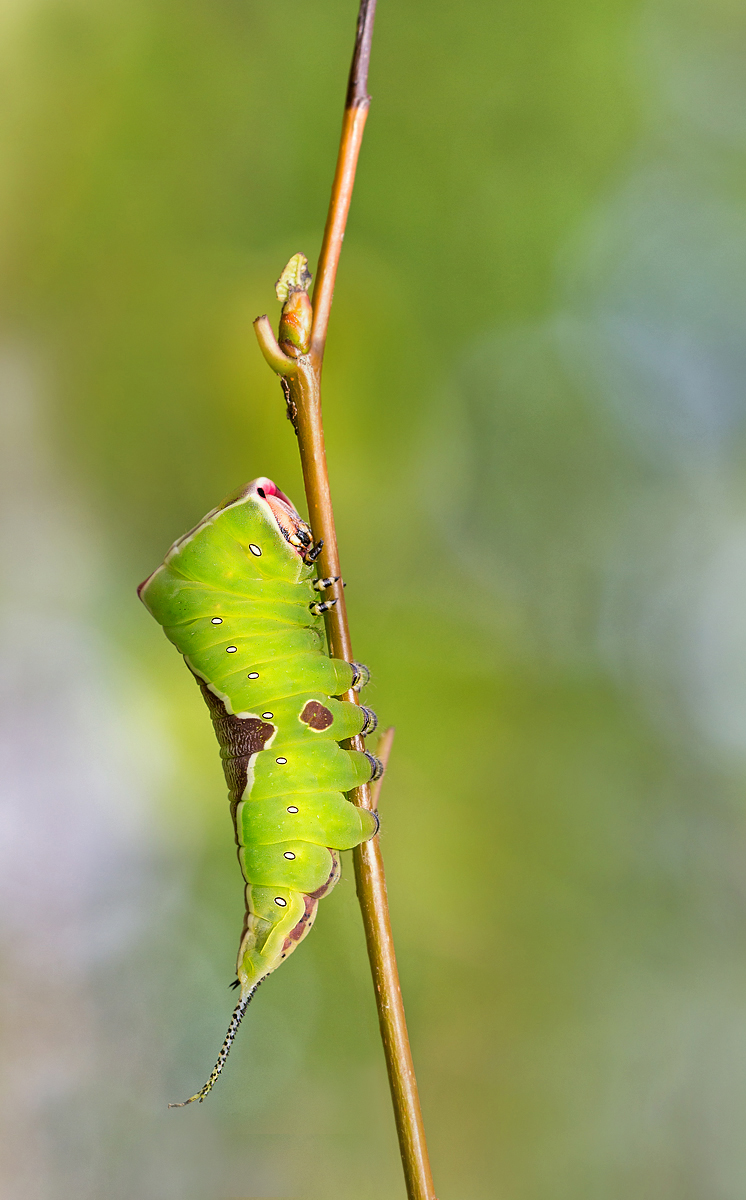 _MG_6102-Bearbeitet Kopie_bearbeitet-3.jpg