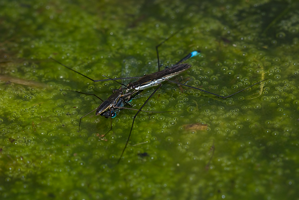Wasserläufer-und-Libelle.jpg